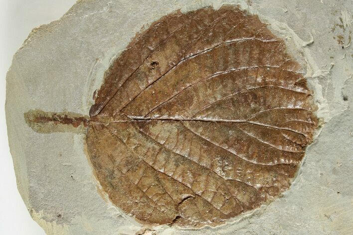 Paleocene Fossil Leaf - Montana #201322